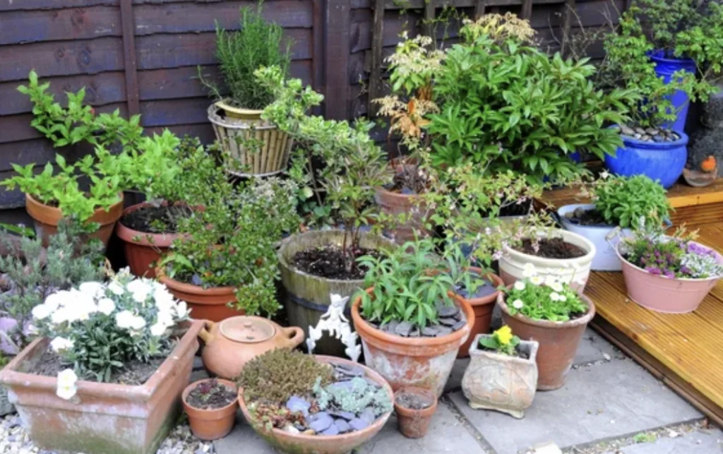 Container Gardening